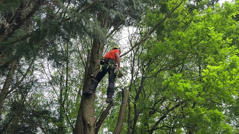 Best Commercial Tree Services  in Knik Fairview, AK